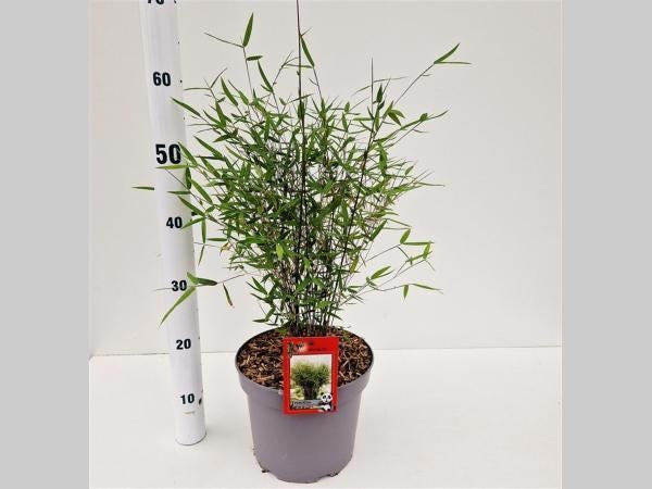 Fargesia Jiuzhaigou Deep Purple 70cm 23cm Pot