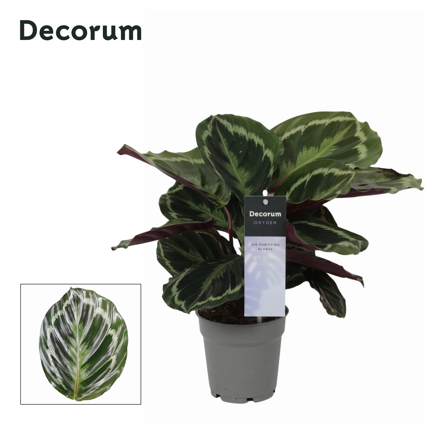 Vreugdenhil Bulbs & Plants Calathea Medallion Pack of 10