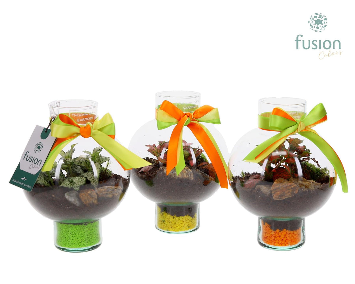 Green Bottle Laura XSmall met Fittonia 20cm 15cm Pot