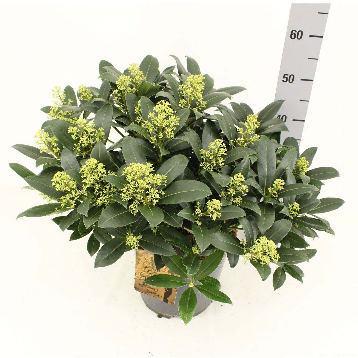 Skimmia japonica Attraction 55cm 24cm Pot