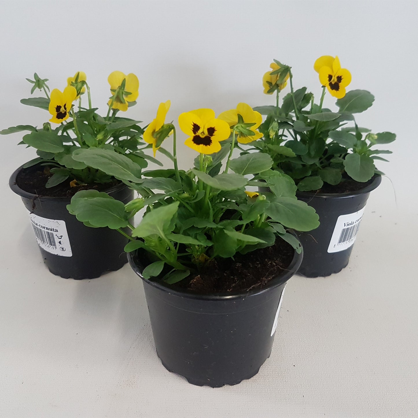 Viola corn. Callisto Yellow with Blotch 15cm 9cm Pot
