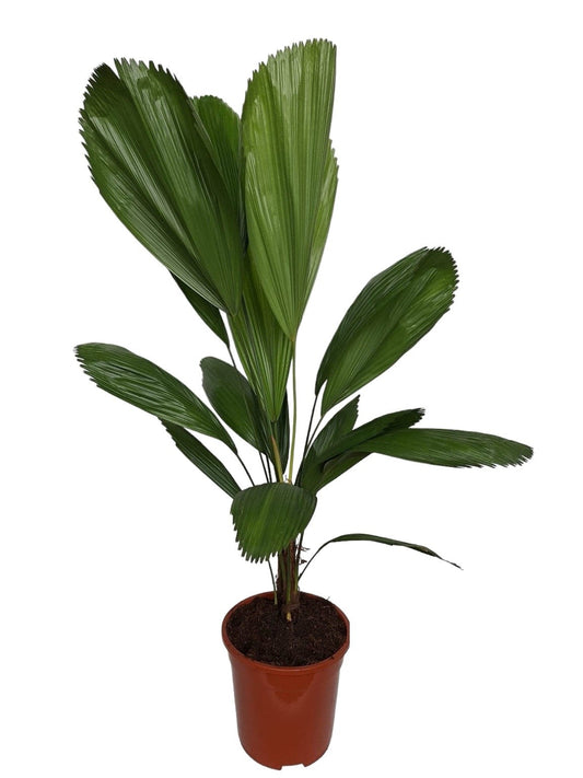 Licuala grandis 105cm 21cm Pot