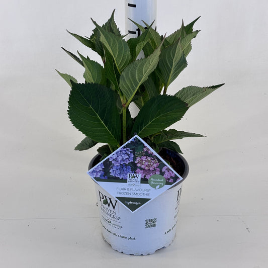 Hydrangea serrata 25cm 19cm Pot
