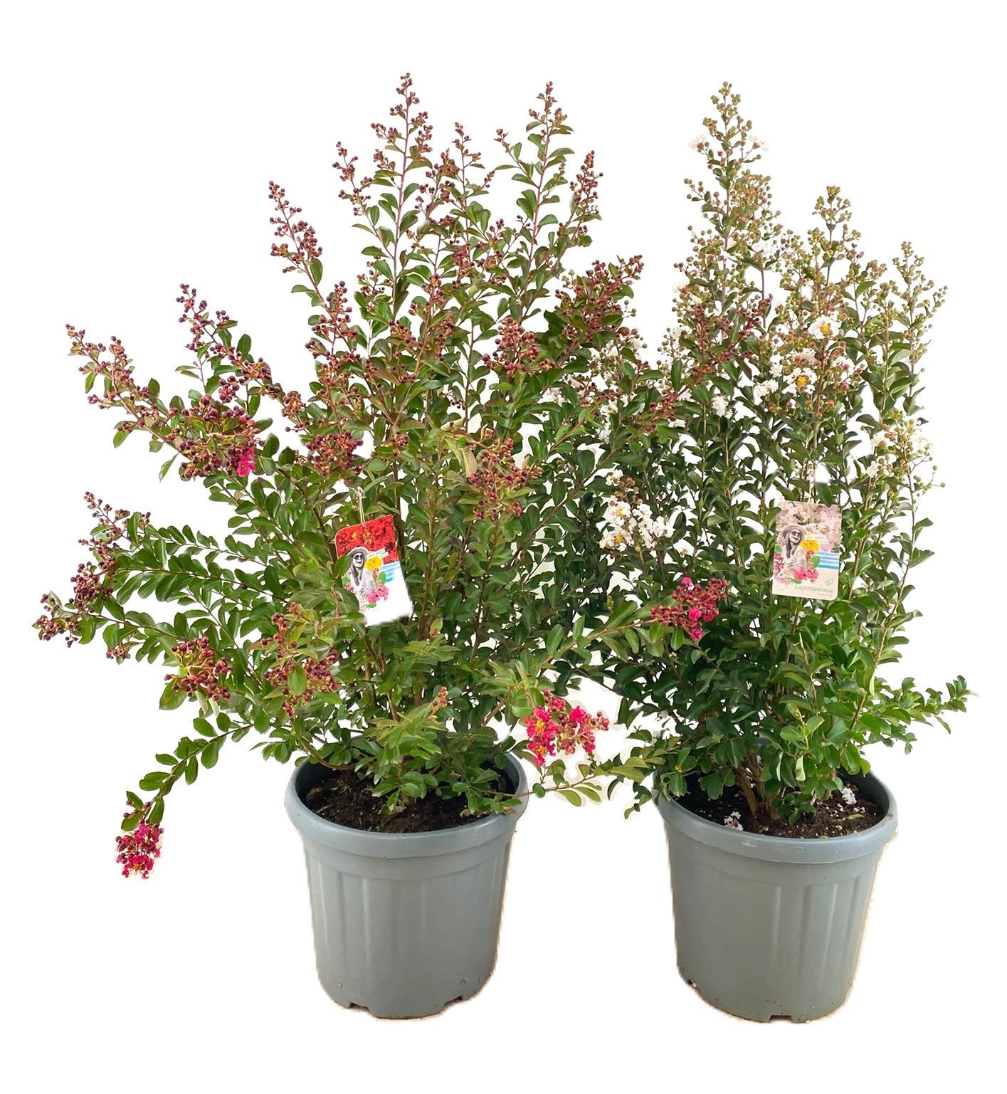 Lagerstroemia indica 140cm 40cm Pot
