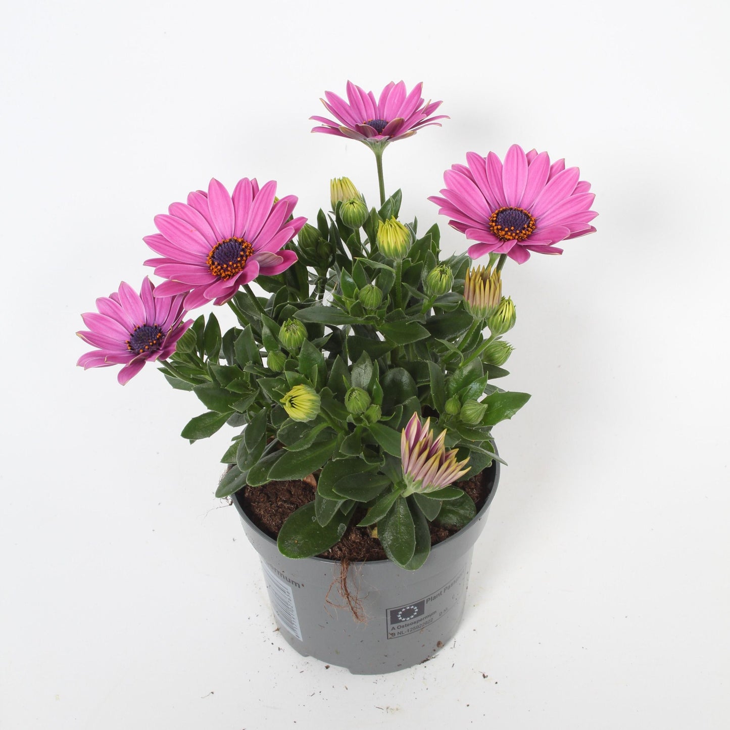 Osteospermum Senorita Davina 25cm 510cm Pot