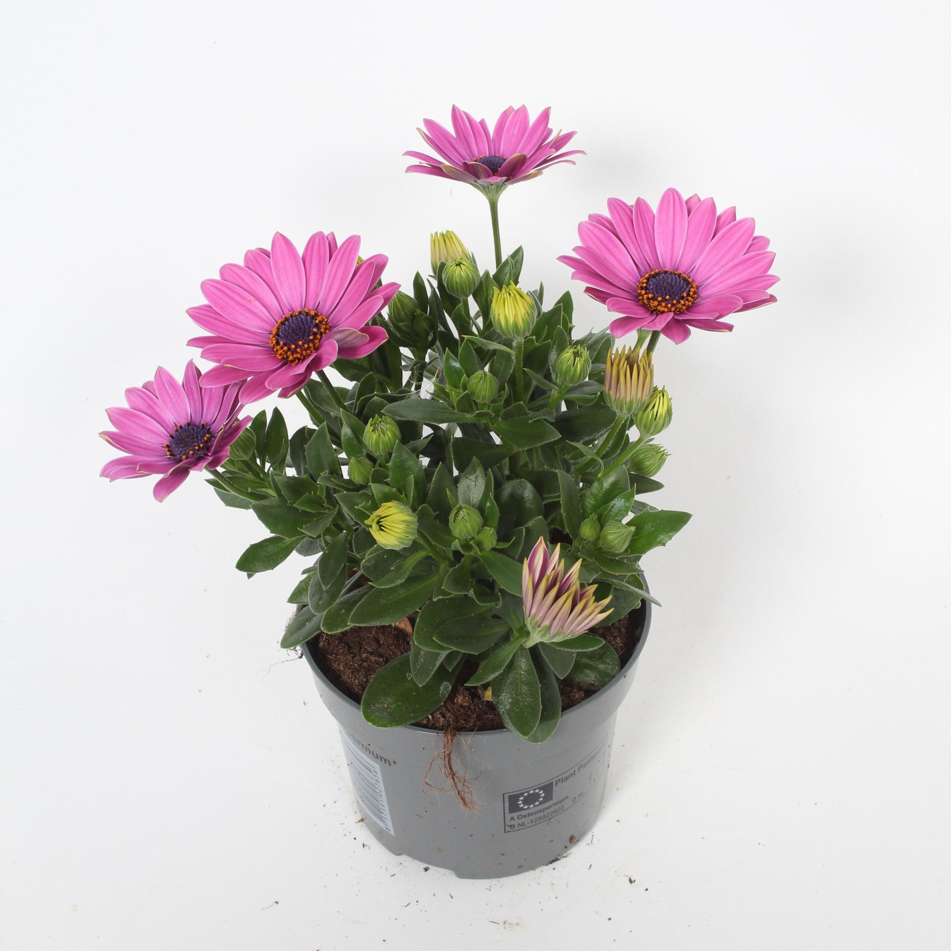Osteospermum Senorita Davina 25cm 510cm Pot