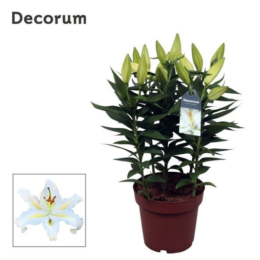 Lilium or. White Starlight 60cm 19cm Pot