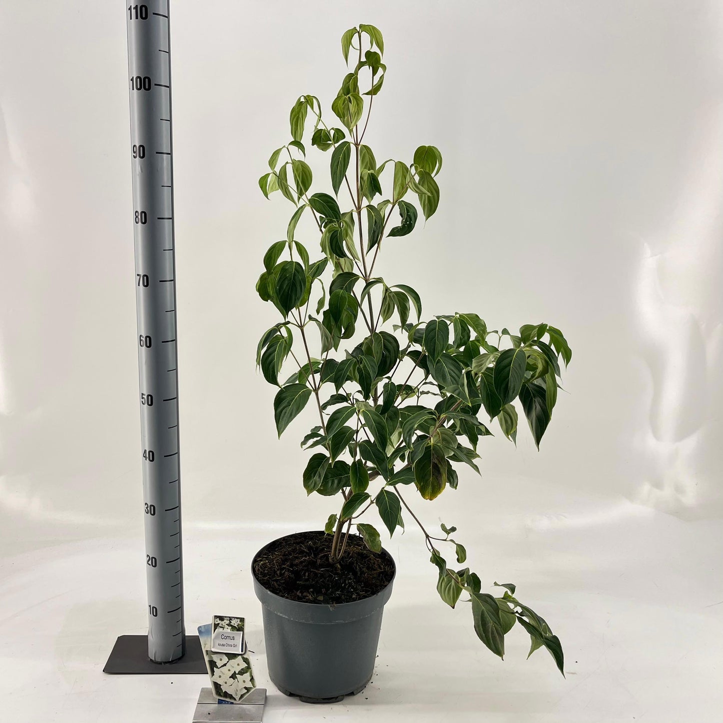 Cornus kousa China Girl 70cm 26cm Pot