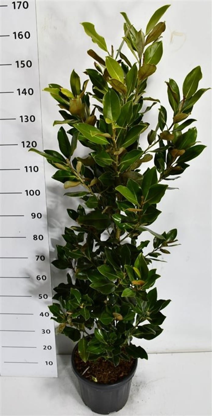 Magnolia grandiflora 150cm 32cm Pot