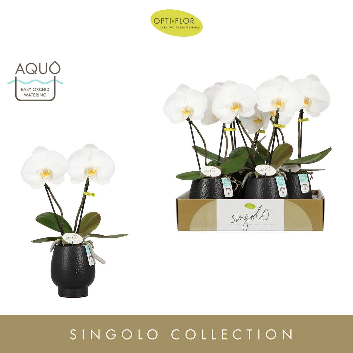 Phalaenopsis white 40cm 9cm Pot