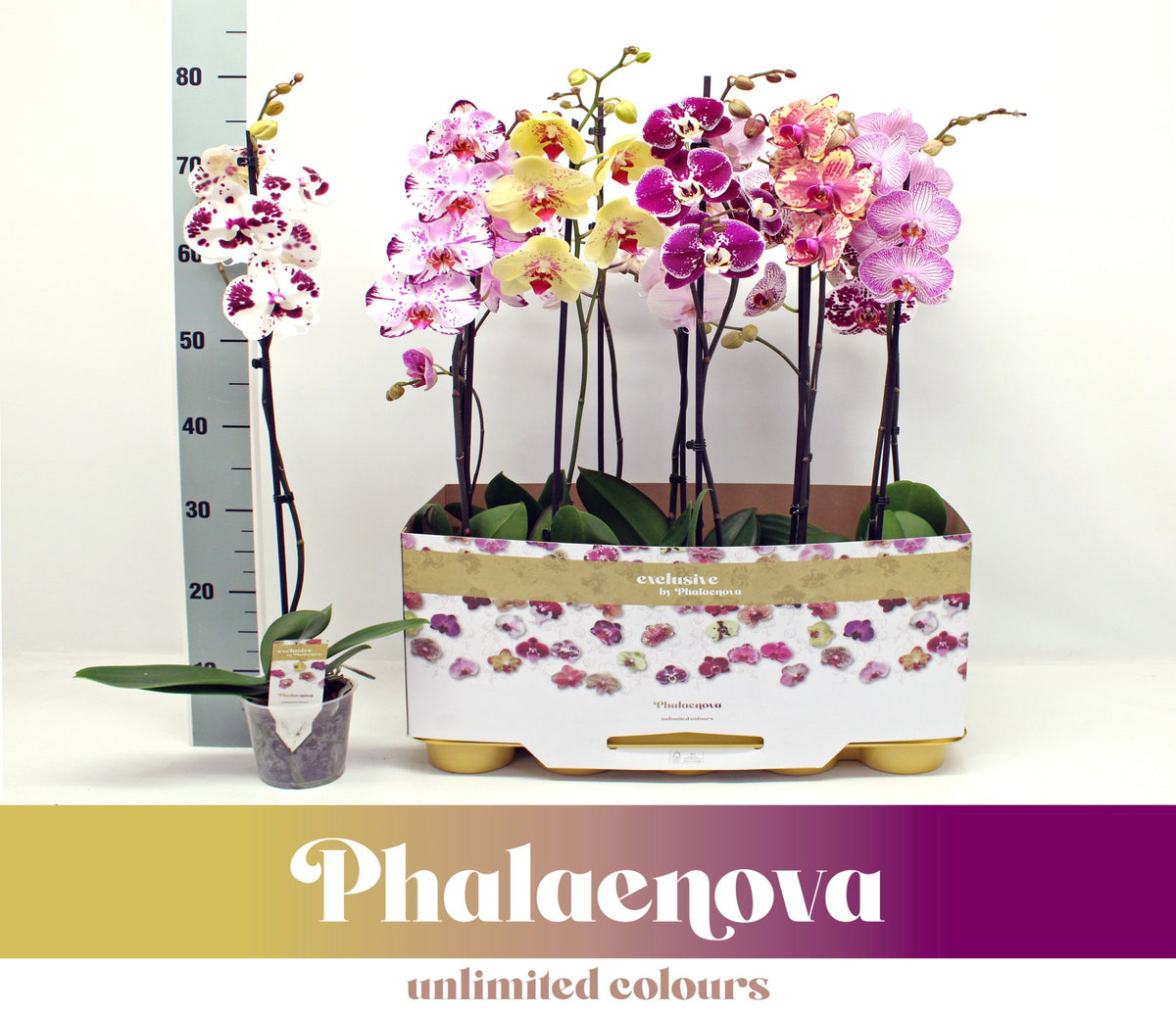 Phalaenopsis mix 75cm 12cm Pot