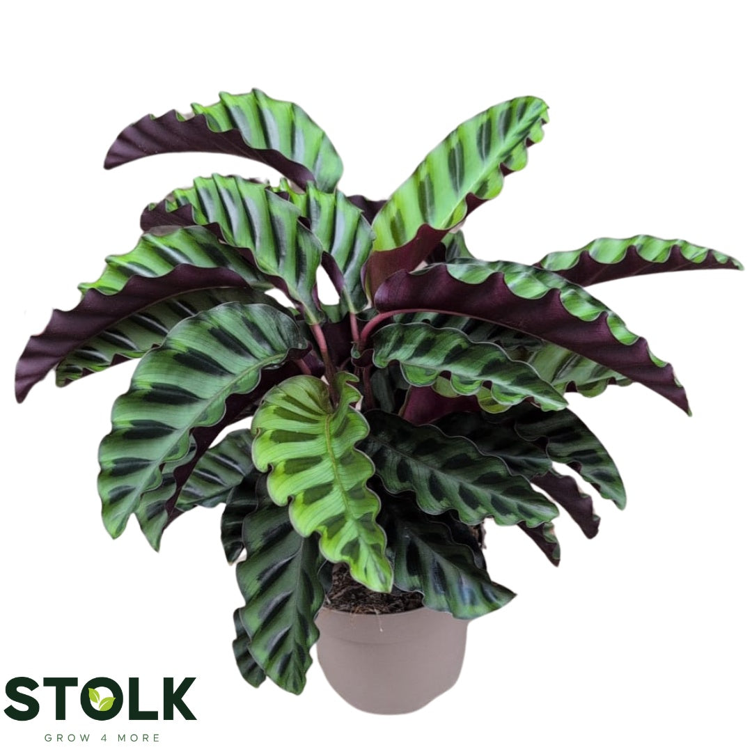 Calathea Velvet Glory 40cm 14cm Pot