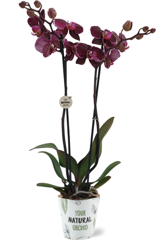 Phalaenopsis Montpellier 60cm 12cm Pot