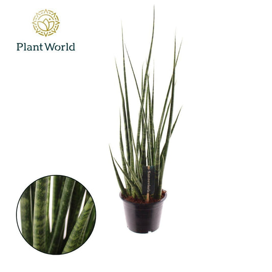 Sansevieria cylindrica 70cm 14cm Pot