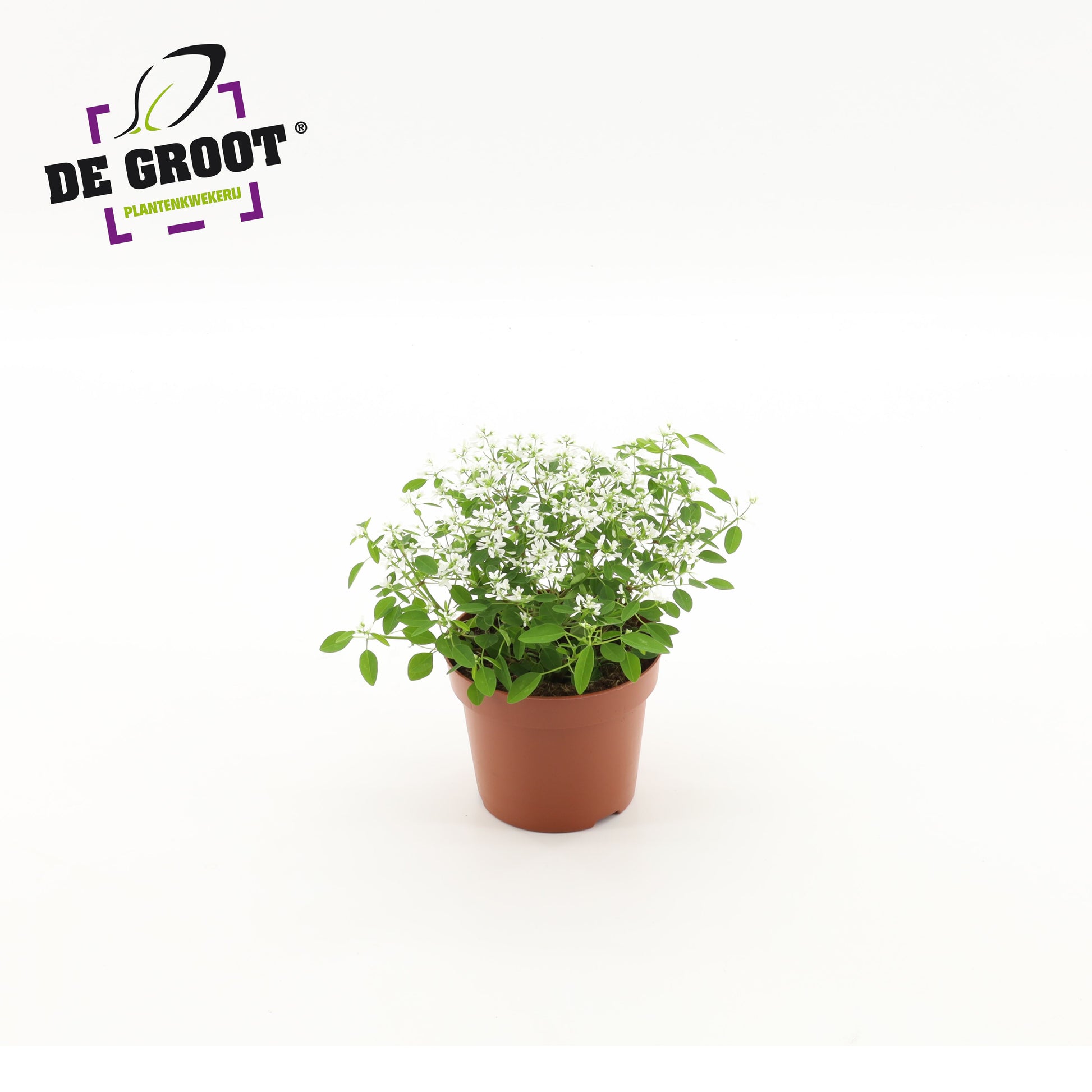 Euphorbia Loreen Compact White 22cm 12cm Pot