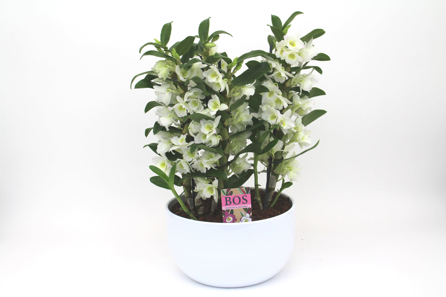 Bos Flowers & Orchids arr. Dendrobium Apollon stone Pack of 2