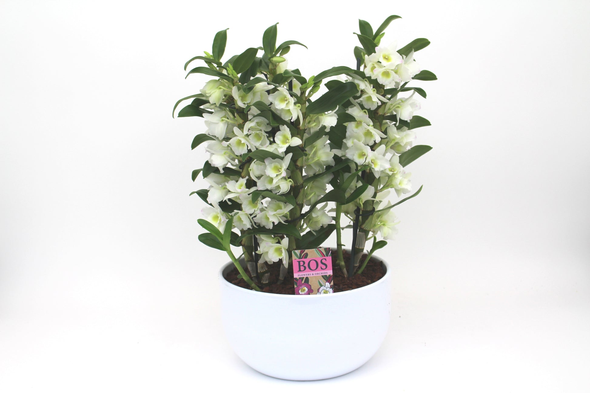 Bos Flowers & Orchids arr. Dendrobium Apollon stone Pack of 2