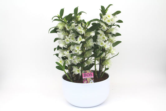 arr. Dendrobium Apollon stone 50cm 26cm Pot