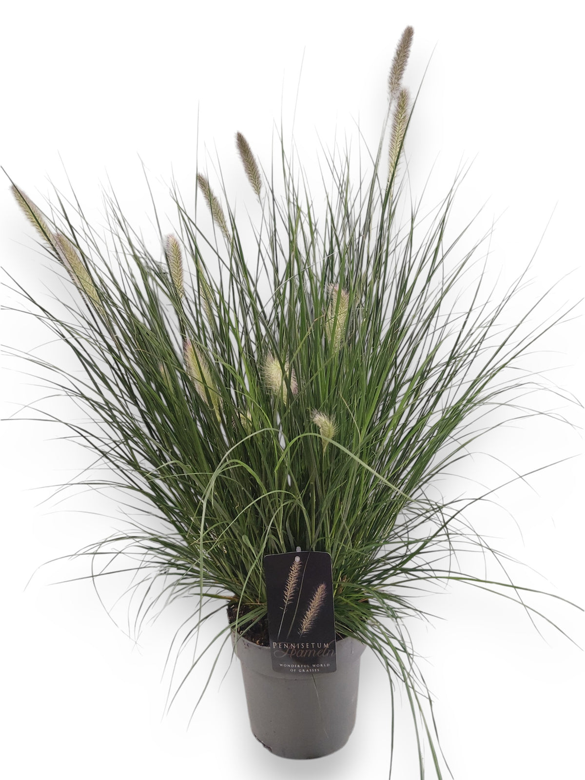 Pennisetum Hameln 90cm 19cm Pot