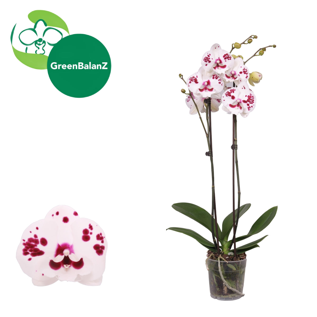 Phalaenopsis white 55cm 12cm Pot