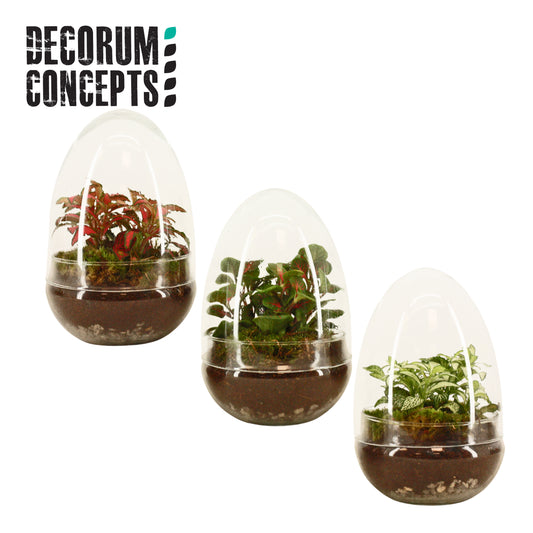 arr. Terrarium Egg small GSHS 512cm Pot