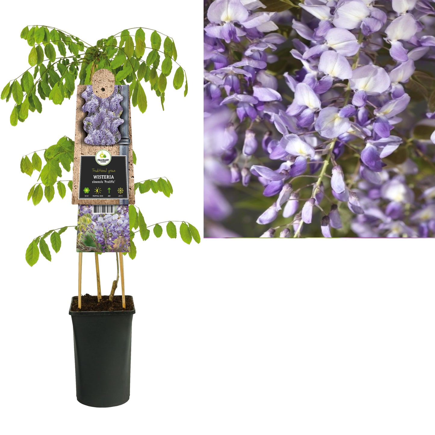 Wisteria Prolific 75cm 17cm Pot