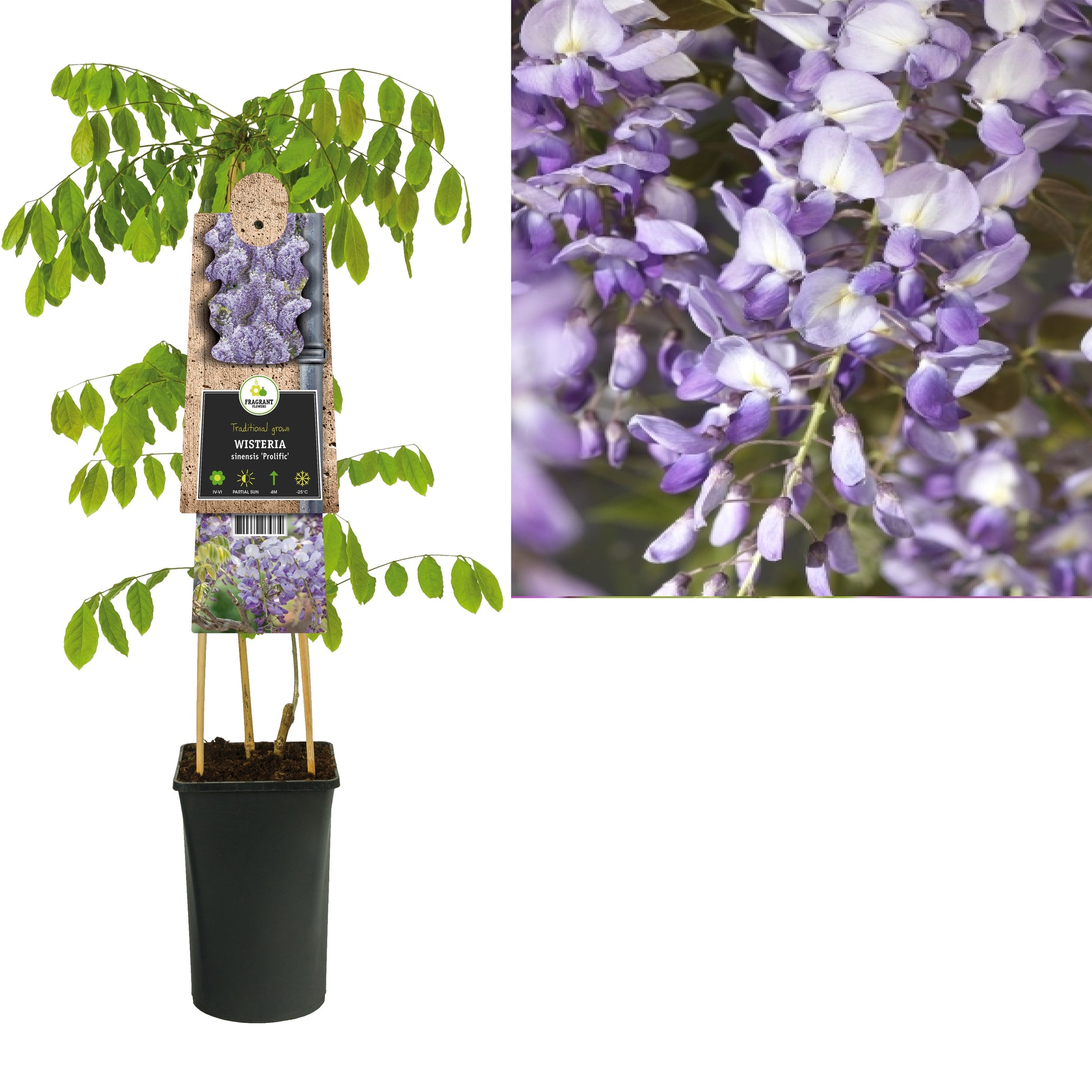 Wisteria Prolific 75cm 17cm Pot
