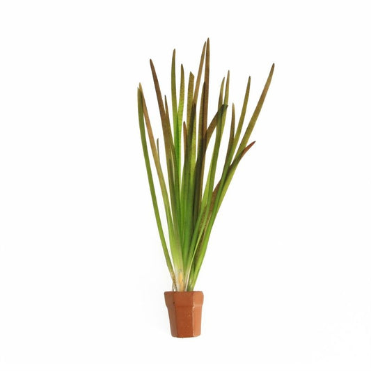 Aquarium plant mix 5cm 2cm Pot