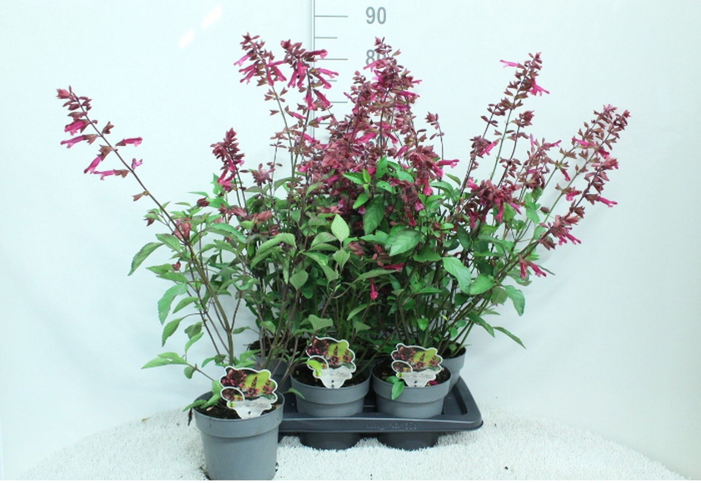 Salvia Salgoon Lake Flamingo 70cm 17cm Pot