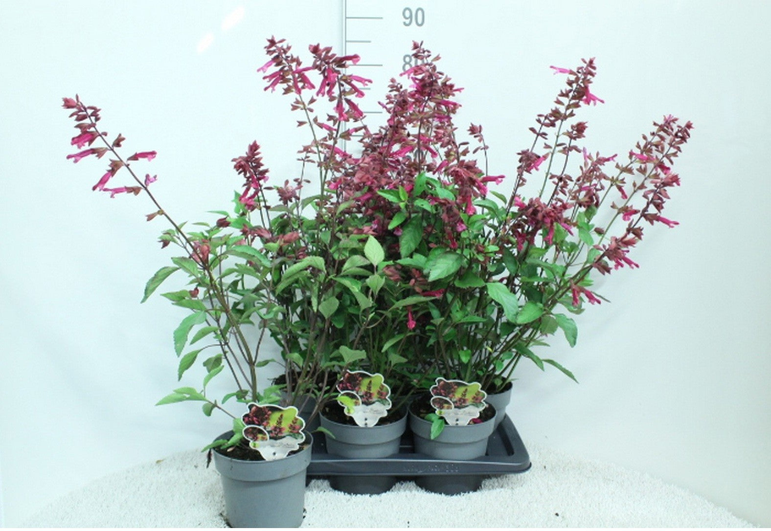 Salvia Salgoon Lake Flamingo 70cm 17cm Pot