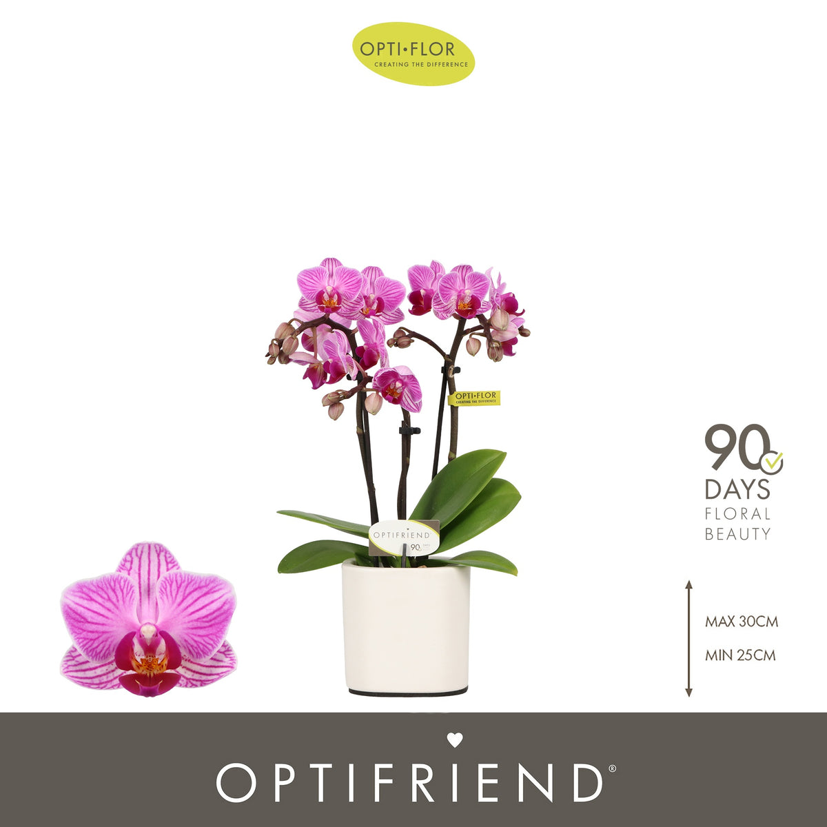 Phalaenopsis Purple 25cm 7cm Pot