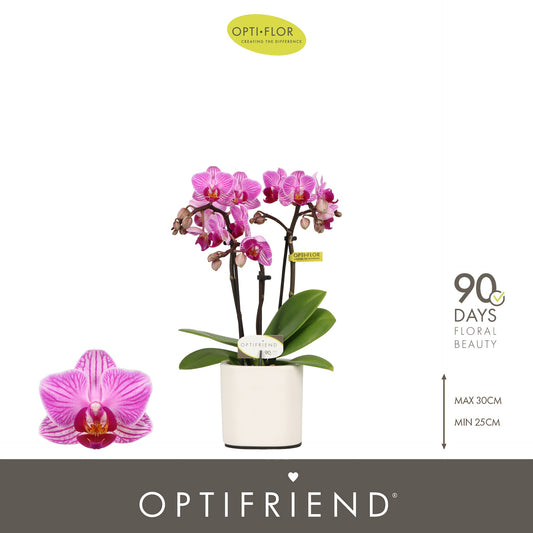 Phalaenopsis Purple 25cm 7cm Pot
