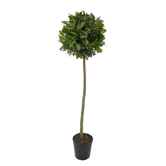 Laurus nobilis 160cm 25cm Pot