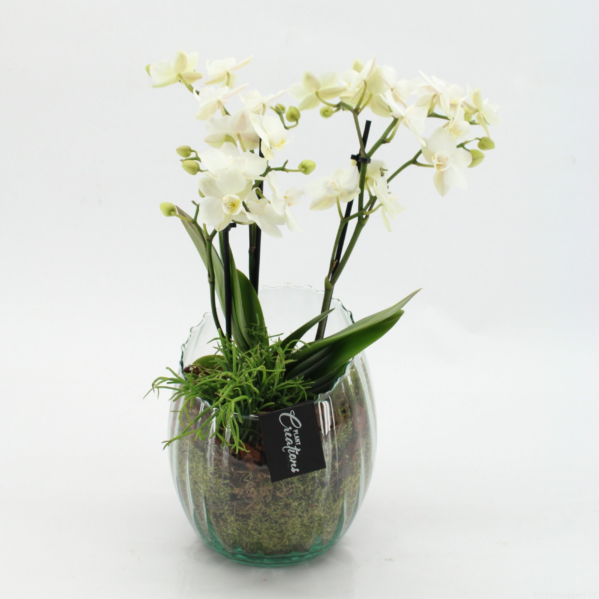 PHAL-2612W Phalaenopsis creatie 45cm 16cm Pot