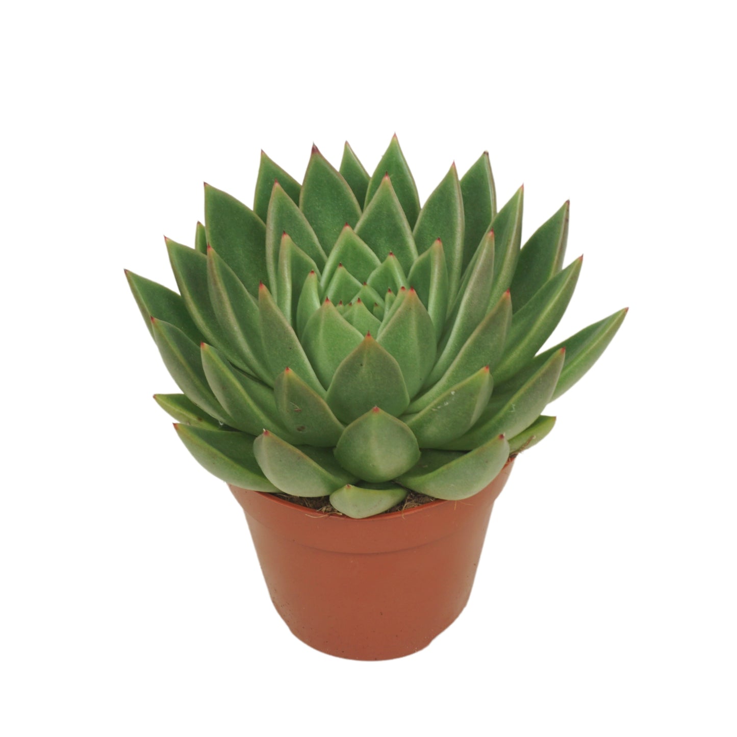 Echeveria agavoides 15cm 12cm Pot