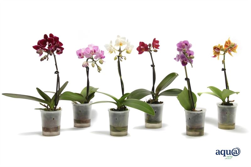 Phalaenopsis hybrid 17cm 6cm Pot