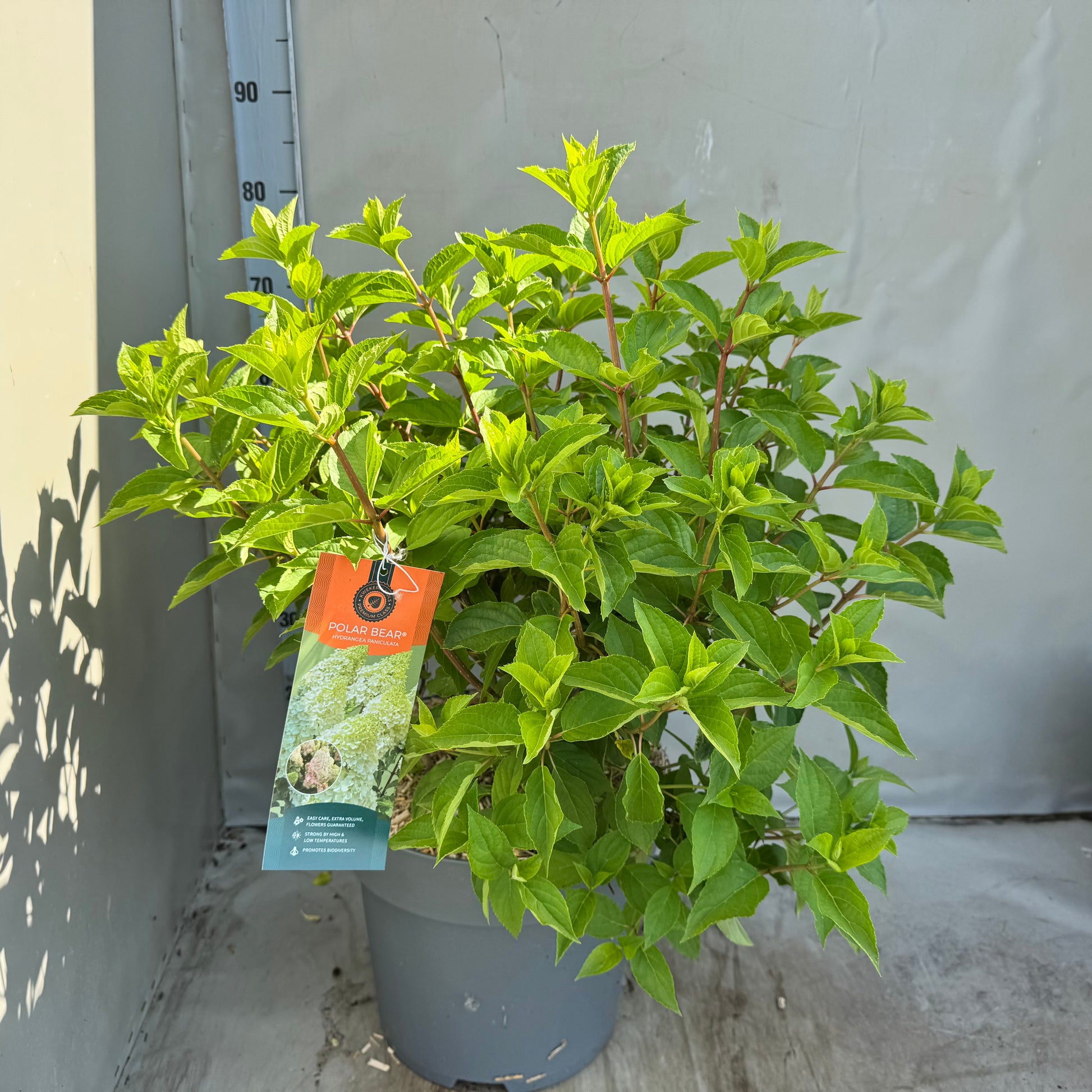 Hydrangea paniculata 60cm 32cm Pot