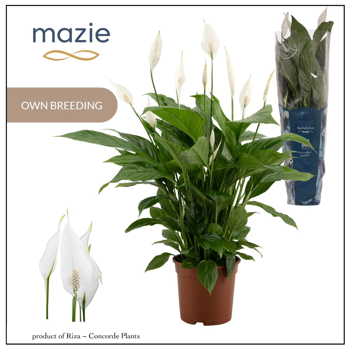 Spathiphyllum Vivaldi 85cm 17cm Pot