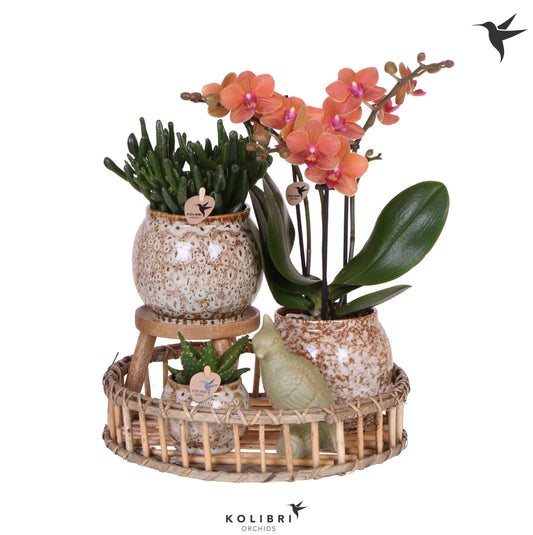arr. Gift set Jungle 40cm 30cm Pot