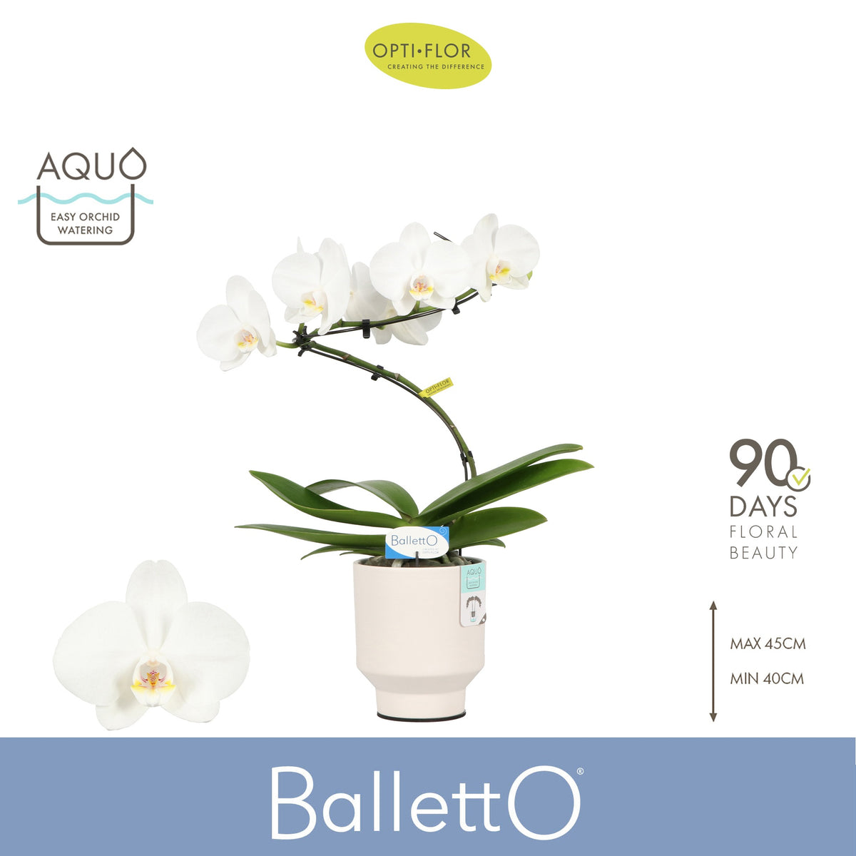 Phalaenopsis white 45cm 12cm Pot