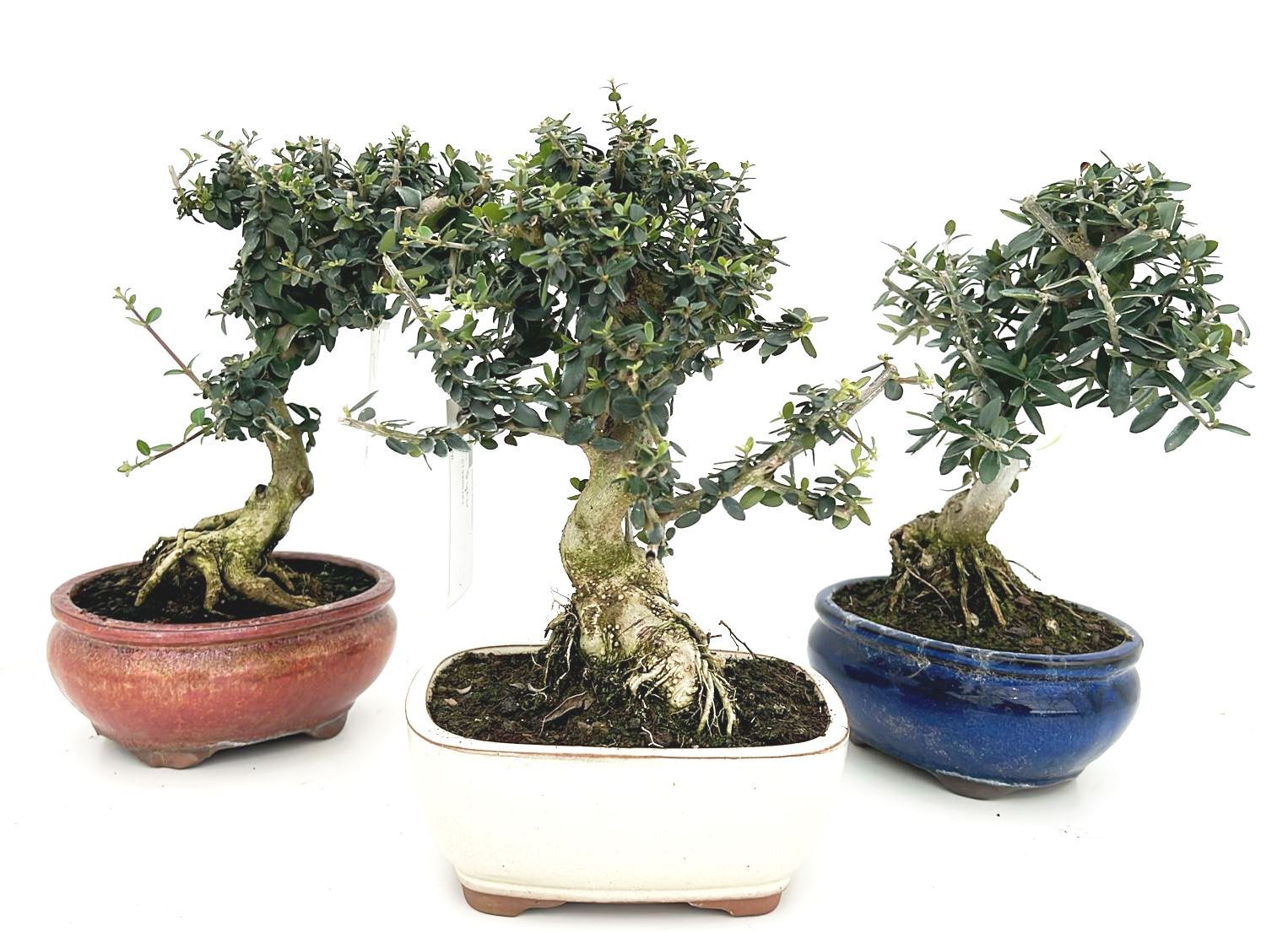 Olea europaea 30cm 16cm Pot