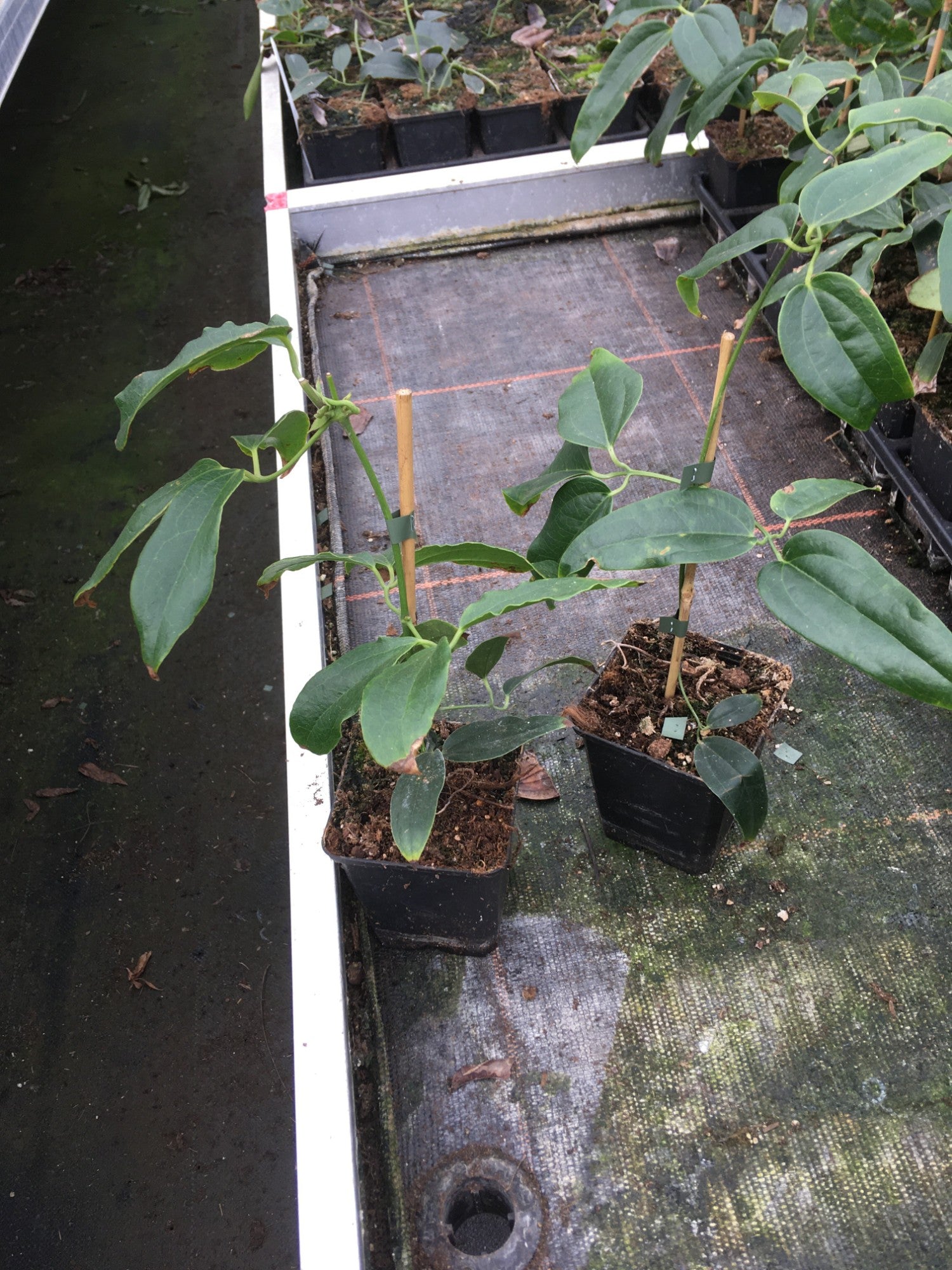 Clematis Snowdrift 20cm 9cm Pot
