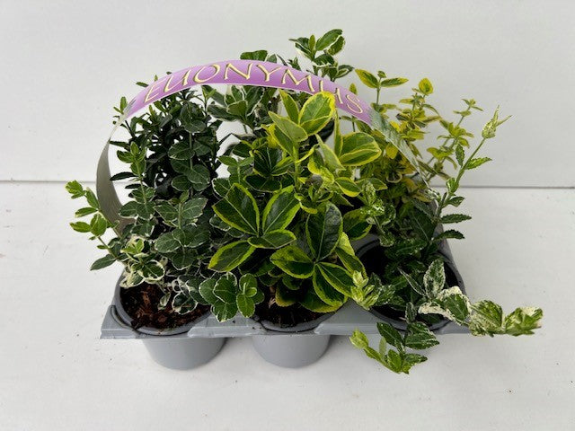 Boomkw. R. Wijsman VOF Euonymus japonicus mix Pack of 1