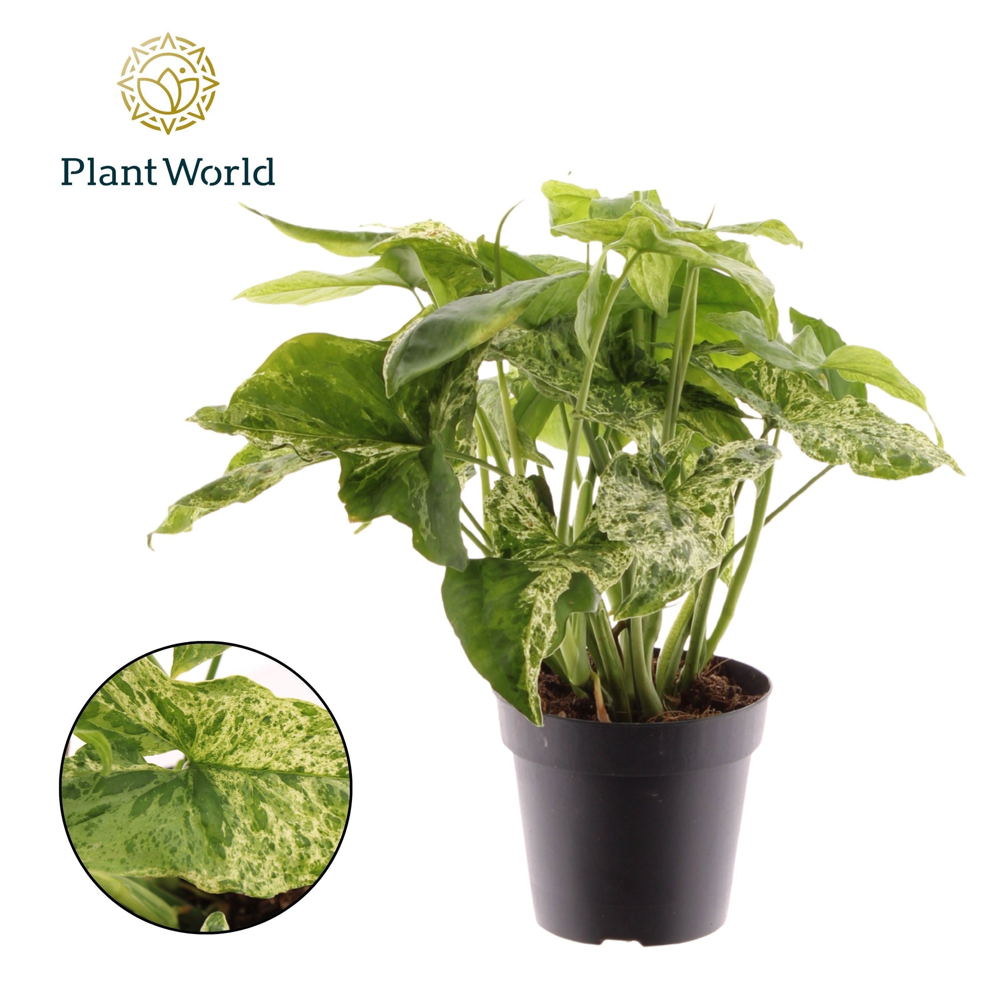 Syngonium podophyllum Mottled 35cm 12cm Pot
