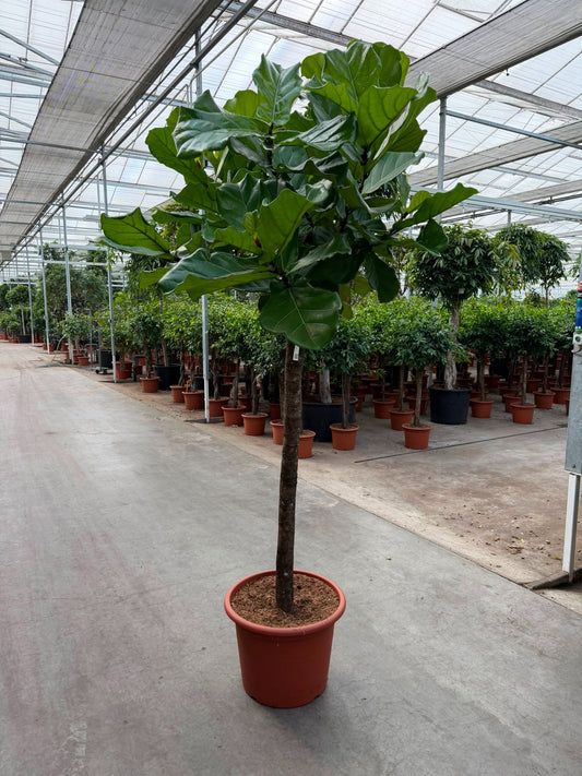 Ficus lyrata 270cm 55cm Pot