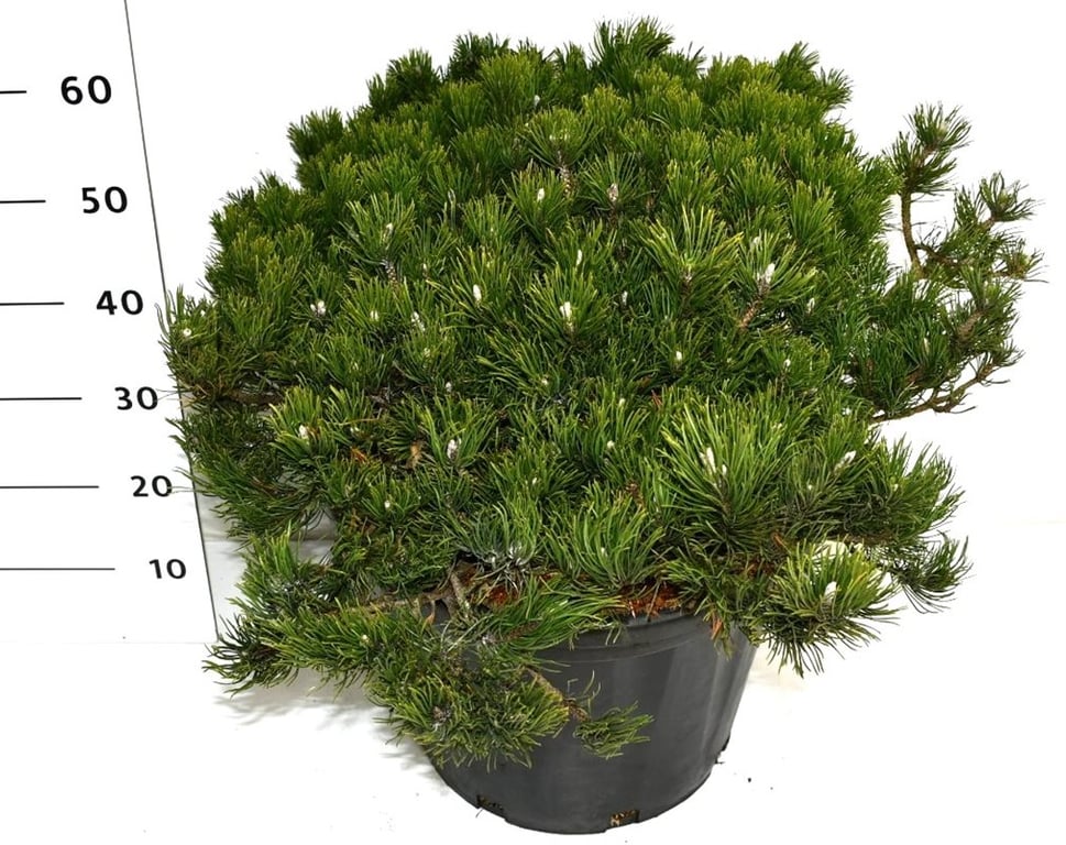 Pinus mugo pumilio 60cm 40cm Pot