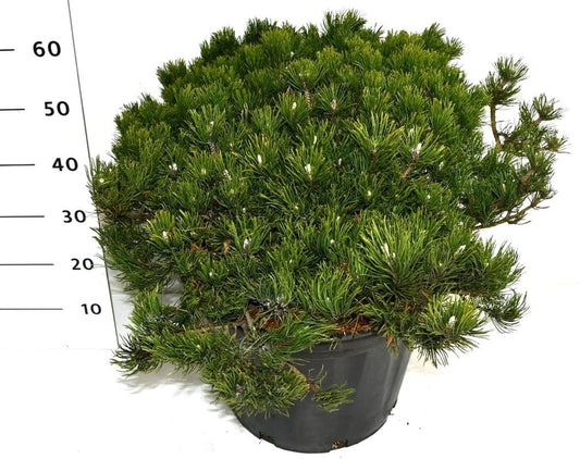 Pinus mugo pumilio 60cm 40cm Pot