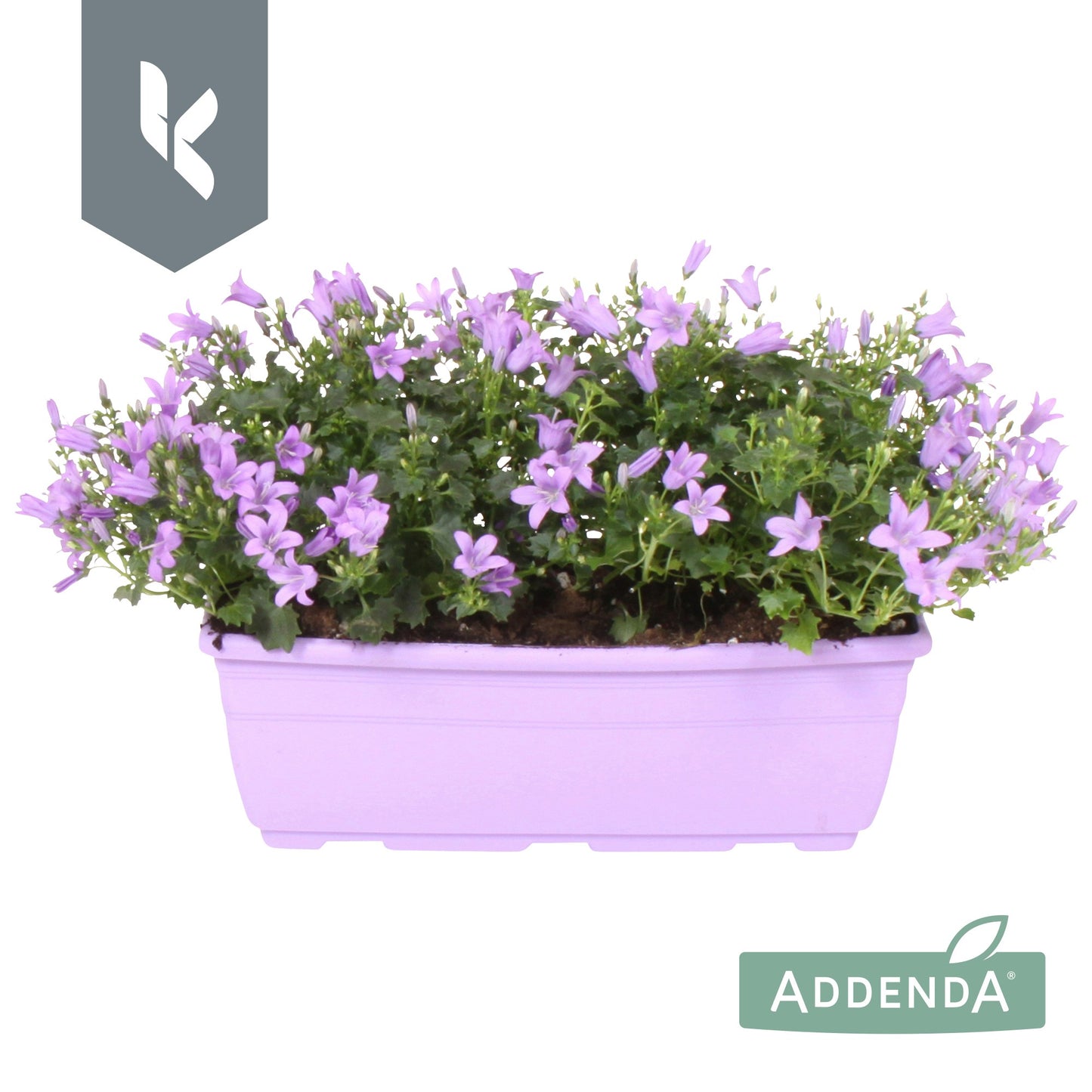 Campanula Ambella lavender 22cm 27cm Pot