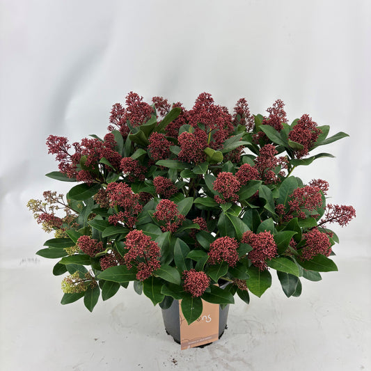 Skimmia japonica Maxima 65cm 24cm Pot