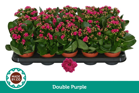 Kalanchoe Rosalina Geraldo Purple 19cm 9cm Pot